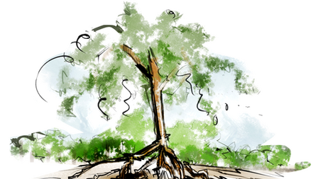 Tekening van een boom in het panbos van Zeist