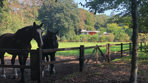 Links 2 paarden in een wei en rechts bomenrij in buurt Lyceumkwartier